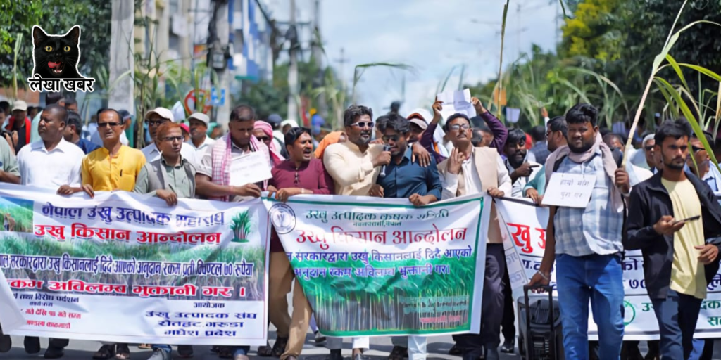 काठमाडौंमा अनुदान नपाएर आन्दोलनमा उखु किसानहरू